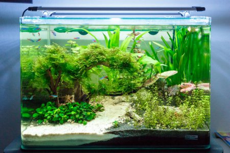 Tropical freshwater fish tank with lush green plants and white sand with assorted small fish swimming underwater