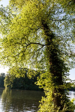 Téléchargez les photos : Image de quelques arbres merveilleux dans la nature - en image libre de droit