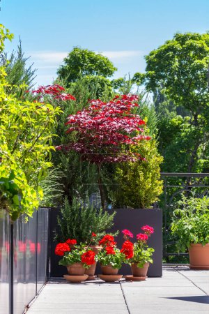 Téléchargez les photos : Fleurs colorées fleurissant en terrasse jardin. - en image libre de droit