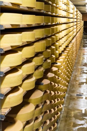 Téléchargez les photos : De longues rangées de meules de fromage en maturation sur les étagères d'une laiterie dans une perspective descendante - en image libre de droit