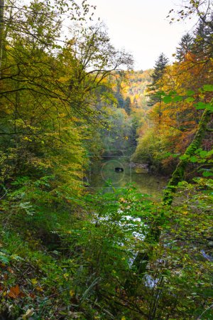 Téléchargez les photos : Forêt jaune colorée en automne ou en automne marquant le changement des saisons dans une vue paysage pittoresque - en image libre de droit