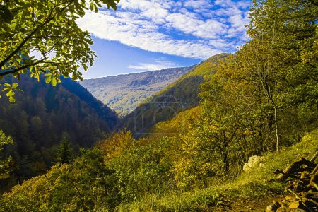 Téléchargez les photos : Paysage de montagne pittoresque en automne avec un feuillage d'automne coloré sur les arbres sous un ciel bleu avec des nuages blancs pelucheux - en image libre de droit