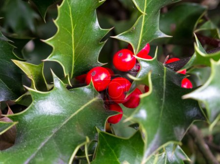 Frische, natürliche Stechpalme mit roten Beeren und stacheligen grünen Blättern, die am Baum wachsen, in der Nahsicht für weihnachtliche Konzepte