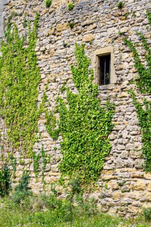 Photo for Green vines growing on old castle wall in Neuchatel, Switzerland. - Royalty Free Image