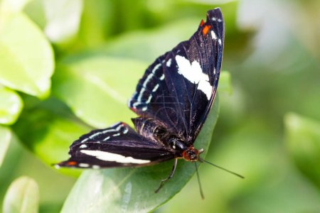 Téléchargez les photos : Macro vue du papillon sur feuille verte. - en image libre de droit