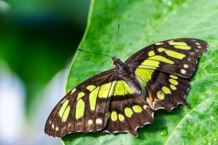 Téléchargez les photos : Vue aérienne du papillon coloré reposant sur une feuille verte. - en image libre de droit