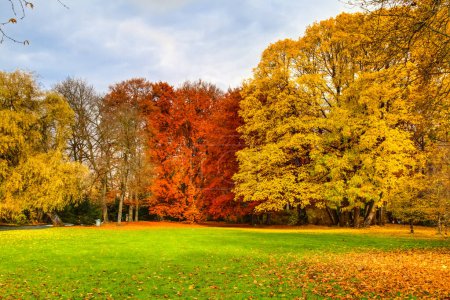 Téléchargez les photos : Vue panoramique de l'arbre d'automne coloré dans le parc avec de l'herbe au premier plan. - en image libre de droit