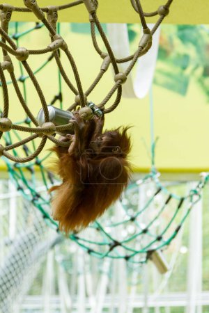 Téléchargez les photos : Orang-outan en captivité dans un zoo assis sur la paille le long du côté treillis métallique de son enceinte avec sa main sur son menton regardant vers le bas - en image libre de droit