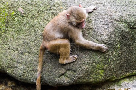 Téléchargez les photos : Petit singe escalade rocher ou rocher. - en image libre de droit