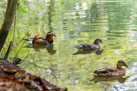 Téléchargez les photos : Canard mandarin mâle et femelle et canard colvert nageant ensemble dans l'étang avec des ondulations délicates et une réflexion verte des feuilles d'arbre à la surface de l'eau - en image libre de droit