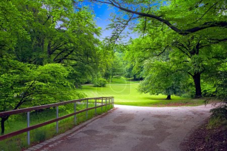 Téléchargez les photos : Route reculant devant des arbres verts feuillus dans un parc pittoresque. - en image libre de droit