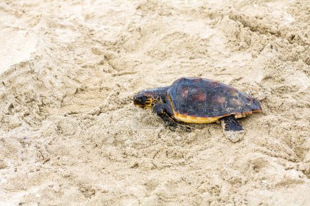 Foto de Salvar a una tortuga marina varada en la playa - Imagen libre de derechos