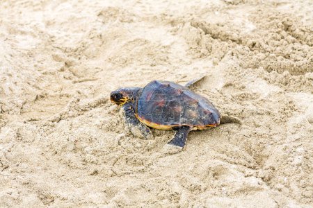 Photo for Saving a sea turtle stranded on beach - Royalty Free Image
