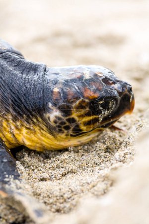 Foto de Salvar a una tortuga marina varada en la playa - Imagen libre de derechos