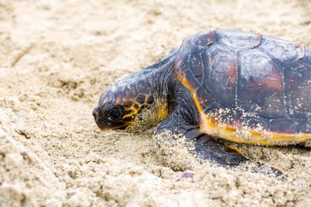 Photo for Saving a sea turtle stranded on beach - Royalty Free Image