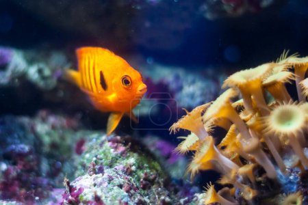 Foto de Peces naranja brillante nadando bajo el agua en un acuario con plantas y coral. - Imagen libre de derechos