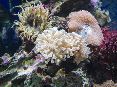 Téléchargez les photos : Poissons entre coraux et vie marine dans un aquarium. - en image libre de droit