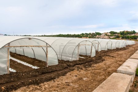 Photo for Outdoor one point perspective view on rows of hoop houses with newly planted burrows near stone blocks in foreground - Royalty Free Image
