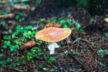 Téléchargez les photos : Détails d'un champignon rouge poussant dans une forêt. - en image libre de droit