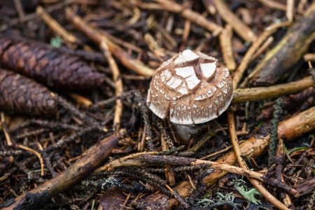 Téléchargez les photos : Champignon dans la nature dans une forêt - en image libre de droit