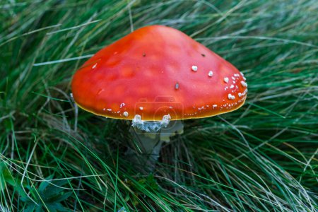 Téléchargez les photos : Grand champignon rouge dans la nature - en image libre de droit