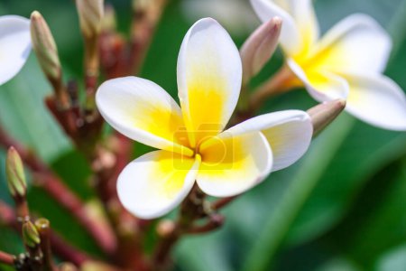 Téléchargez les photos : Fleur dans un champ vert (instantané pris dans une réserve naturelle) - en image libre de droit