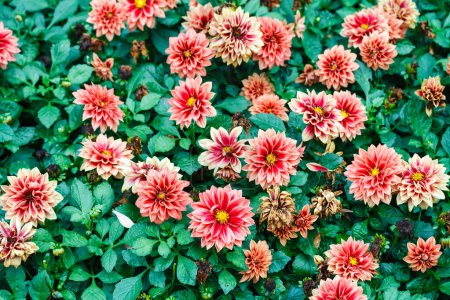 Téléchargez les photos : Fleur dans un champ vert (instantané pris dans une réserve naturelle) - en image libre de droit
