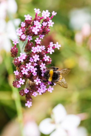 Téléchargez les photos : Une abeille dans une fleur - en image libre de droit