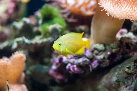 Téléchargez les photos : Poisson tropical jaune avec récif corallien en arrière-plan. - en image libre de droit
