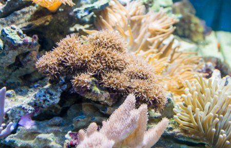 Téléchargez les photos : Vie sous-marine merveilleuse et colorée dans la mer tropicale - en image libre de droit