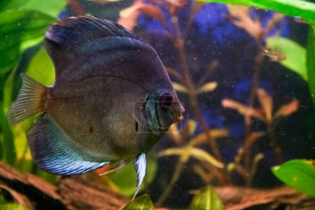 Téléchargez les photos : Aquarium tropical avec de nombreux poissons Discus colorés typiques de la rivière Rio - en image libre de droit