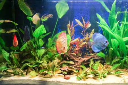 Téléchargez les photos : Aquarium d'eau douce typique avec des plantes vertes et des poissons tropicaux. - en image libre de droit
