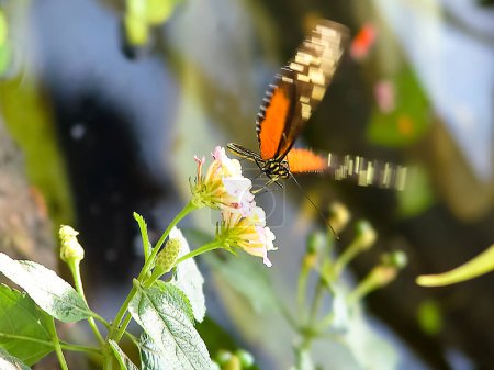 Téléchargez les photos : Papillon atterrissant sur une fleur jaune dans un parc naturel - en image libre de droit