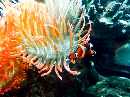 Téléchargez les photos : De petits poissons tropicaux nagent dans des tentacules d'anémones. - en image libre de droit