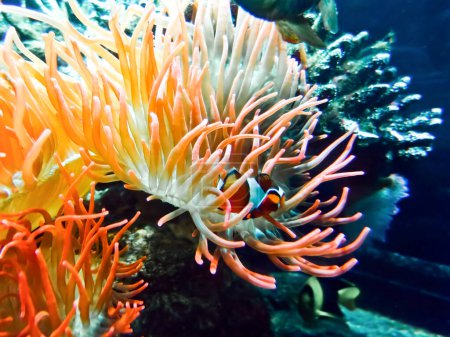 Téléchargez les photos : Poissons tropicaux dans le récif corallien - en image libre de droit