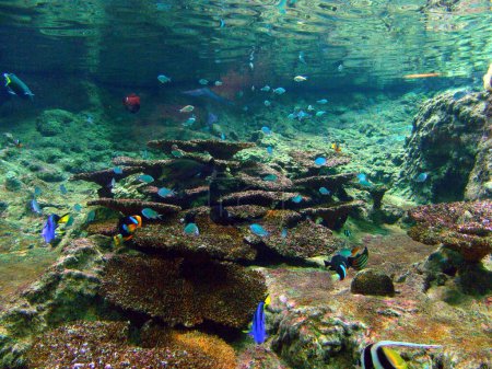 Téléchargez les photos : Vue sous-marine de poissons tropicaux dans les récifs coralliens. - en image libre de droit