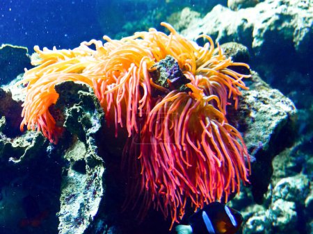 Téléchargez les photos : Les poissons tropicaux nagent par des plantes sous-marines colorées poussant sur un fond rocheux. . - en image libre de droit