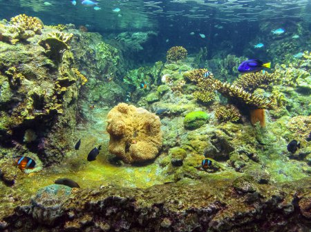 Téléchargez les photos : Un magnifique récif corallien caribéen - en image libre de droit