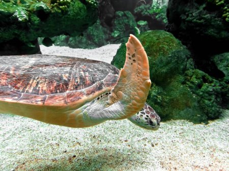 Téléchargez les photos : Tortue de mer géante nageant dans un aquarium. - en image libre de droit