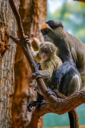 Foto de Baby De Brazzas Mono con su madre sentada en un árbol. Su nombre científico es Cercopithecus neglectus. - Imagen libre de derechos