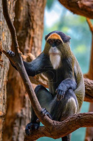Foto de Mono De Brazzas sentado en un árbol. Su nombre científico es Cercopithecus neglectus. - Imagen libre de derechos