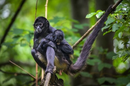 Téléchargez les photos : Geoffroys Spider Monkey et son bébé. Ce primate est également appelé singe araignée à mains noires ou Ateles geoffroyi
. - en image libre de droit