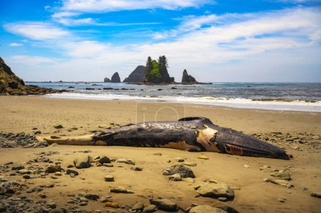 Photo for Beached whale carcass at La Push Third Beach, Washington State. - Royalty Free Image