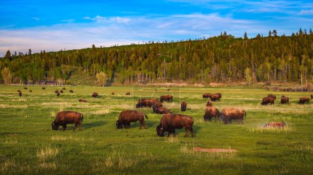 Bison herd grazing in a meadow in Grand Teton National Park, Wyoming, USA.