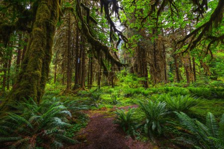 Moosbewachsene Bäume säumen einen Wanderweg im Hoh Rain Forest, Olympic National Park, Bundesstaat Washington.