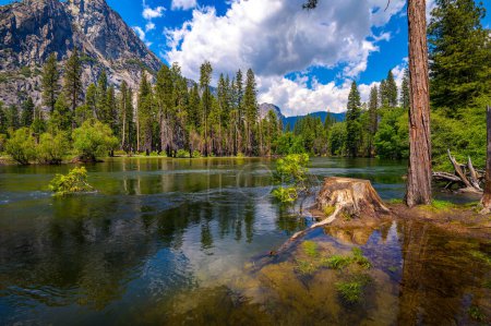 Merced River flowing through Yosemite National Park with lush trees and Sierra Nevada Mountains in California, USA