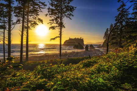 Colorido atardecer a través de los árboles en Ruby Beach con montones de madera muerta y pilas de mar en el Parque Nacional Olímpico, estado de Washington, EE.UU.