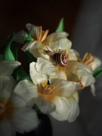 Téléchargez les photos : Escargot sur fleurs blanches. Lumière du soleil. Image chaude. Macro. Contexte. Carte de bienvenue. La nature. Photo de haute qualité - en image libre de droit