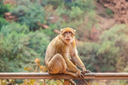 Photo for A monkey sitting on a fence at the Ouzoud Waterfalls in Morocco with mountains in the background - Royalty Free Image