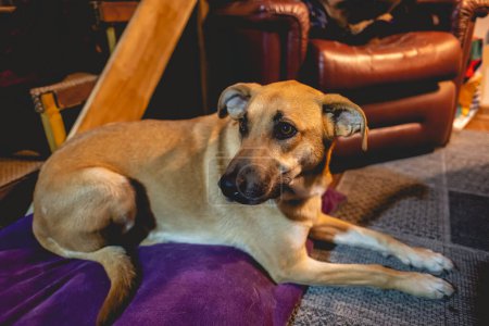 Téléchargez les photos : Belle jeune berger allemand chien reposant sur son lit dans le salon - en image libre de droit